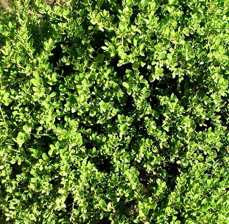 The dense foliage of the Maytenus lucidus bush. South Africa.