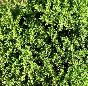 The dense foliage of the Maytenus lucidus bush. South Africa.