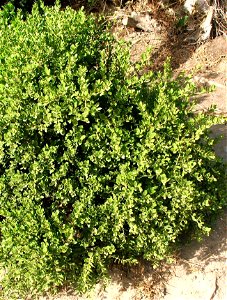Maytenus lucidus. Indigenous plant of South Africa.