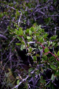 Maytenus senegalensis en El Gorguel (Cartagena, España)