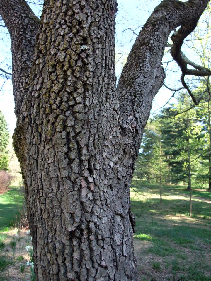 A photograph of the bark of Cornus florida