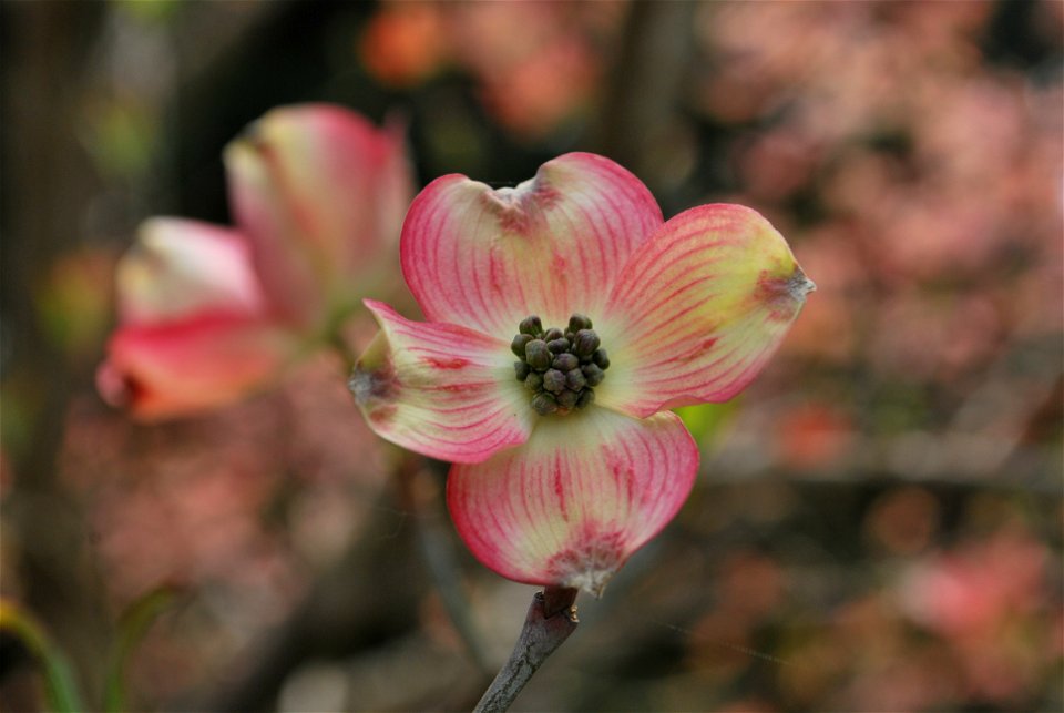 Cornus florida in New York, USA.