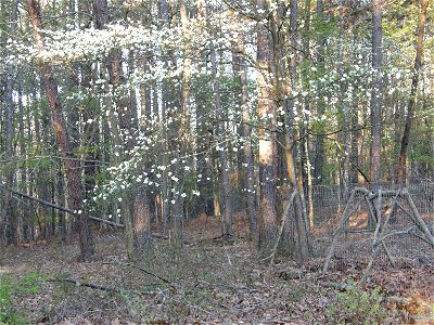 Dogwood trees blooming in early spring, Tennessee woods.
