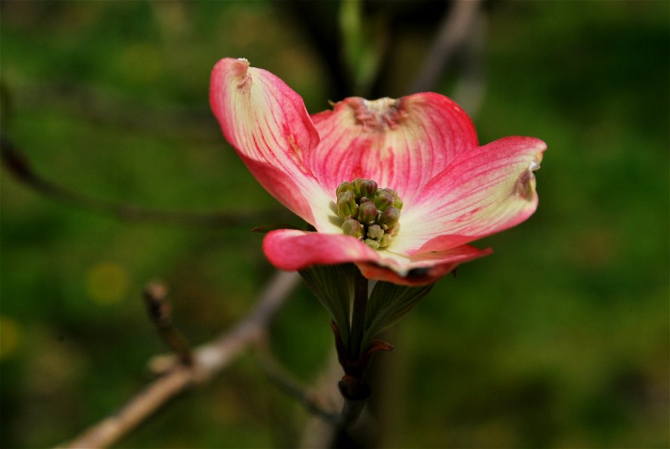Cornus florida in New York, USA.