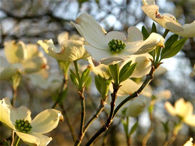 Dogwood blossoms, spring in Tennessee woods. photo