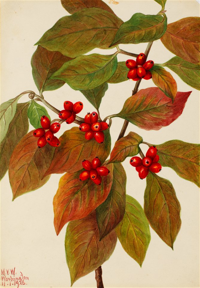 Flowering Dogwood (Cornus florida)