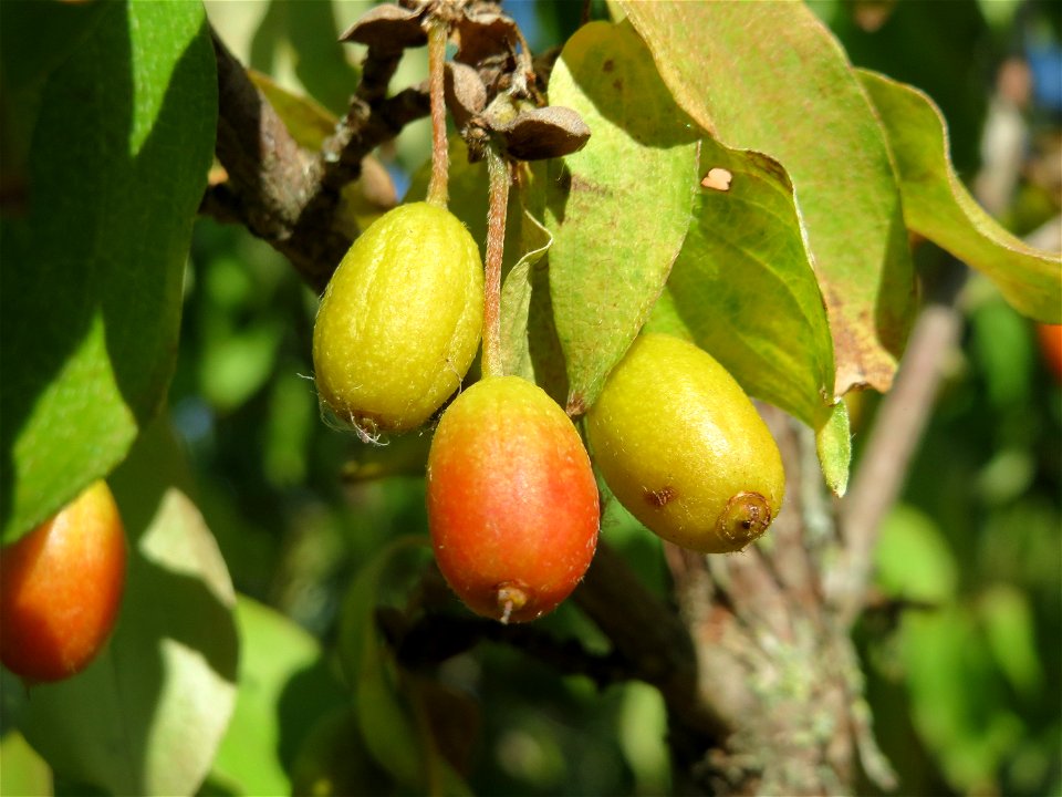 Kornelkirsche (Cornus mas) in Hockenheim
