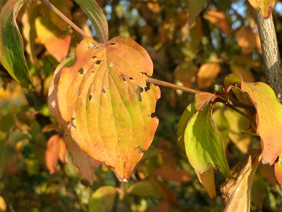 Kornelkirsche (Cornus mas) in Hockenheim