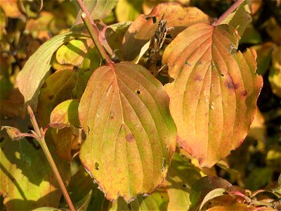 Kornelkirsche (Cornus mas) in Hockenheim