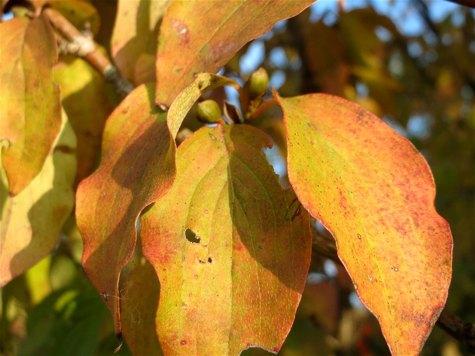 Kornelkirsche (Cornus mas) in Hockenheim