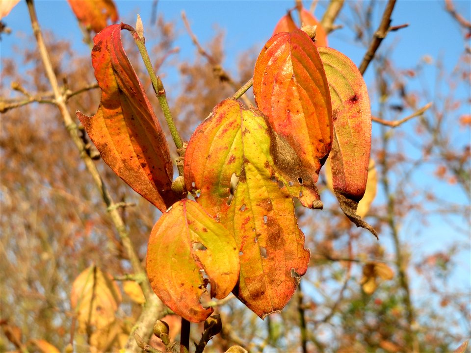 Kornelkirsche (Cornus mas) in Hockenheim