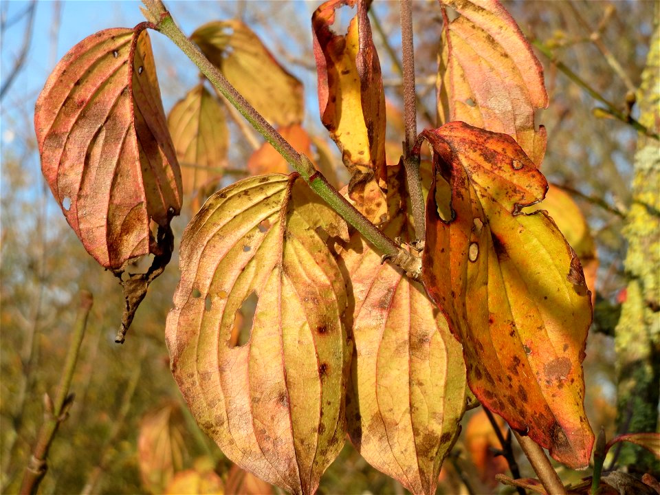 Kornelkirsche (Cornus mas) in Hockenheim