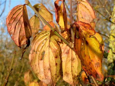 Kornelkirsche (Cornus mas) in Hockenheim