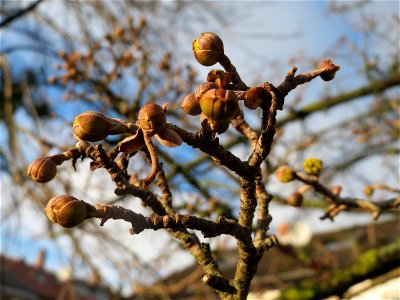 Winterknospen der Kornelkirsche (Cornus mas) an der Berlinallee in Hockenheim
