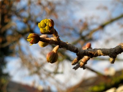 Winterknospen der Kornelkirsche (Cornus mas) an der Berlinallee in Hockenheim