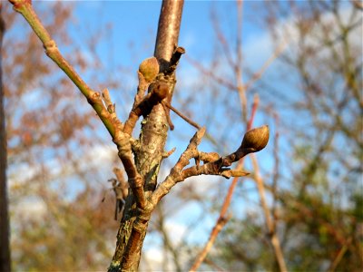 Winterknospen der Kornelkirsche (Cornus mas) in Hockenheim