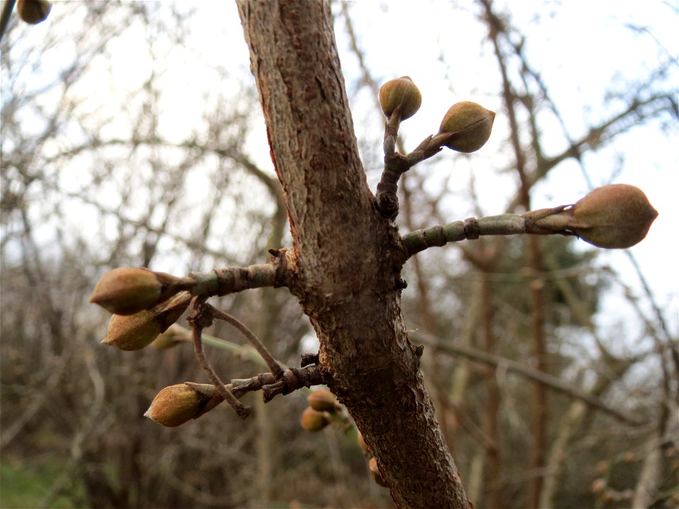 Winterknospen der Kornelkirsche (Cornus mas) in Hockenheim