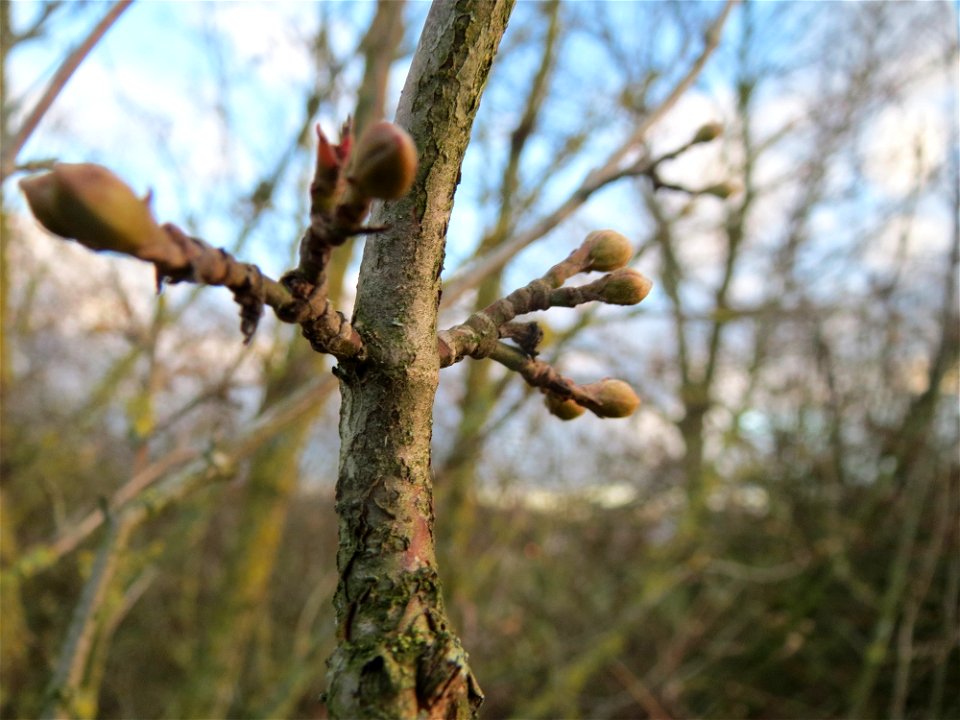 Winterknospen der Kornelkirsche (Cornus mas) in Hockenheim