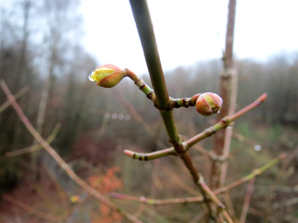 Aufblühende Kornelkirsche (Cornus mas) in Saarbrücken