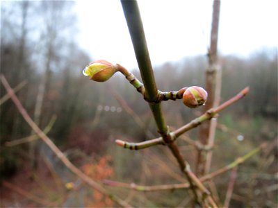 Aufblühende Kornelkirsche (Cornus mas) in Saarbrücken