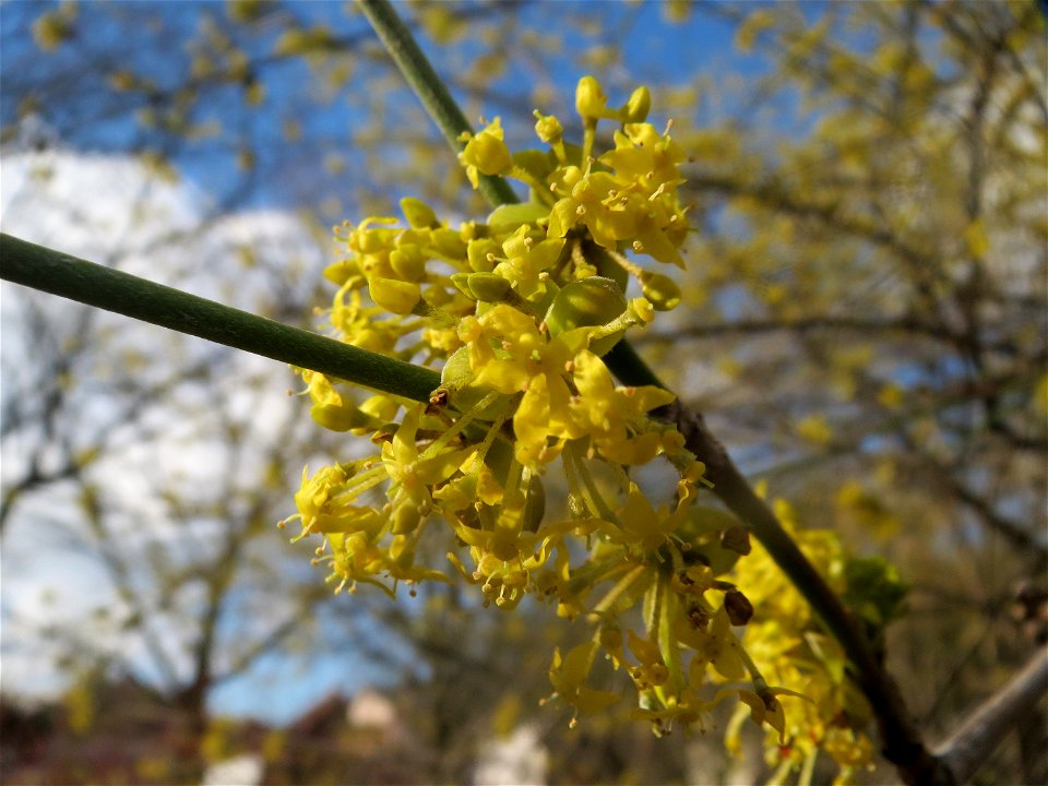 Kornelkirsche (Cornus mas) in Hockenheim