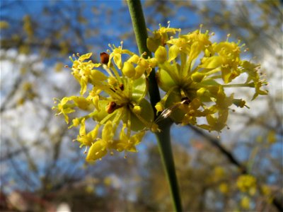 Kornelkirsche (Cornus mas) in Hockenheim