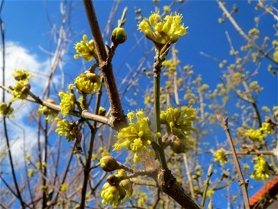 Kornelkirsche (Cornus mas) in Hockenheim