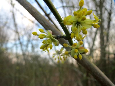 Kornelkirsche (Cornus mas) im Naturschutzgebiet "St. Arnualer Wiesen"