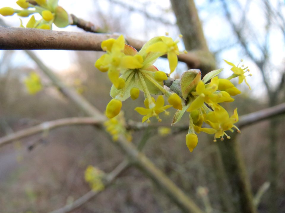 Kornelkirsche (Cornus mas) im Naturschutzgebiet "St. Arnualer Wiesen"