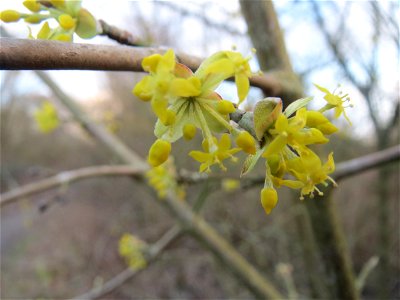Kornelkirsche (Cornus mas) im Naturschutzgebiet "St. Arnualer Wiesen"