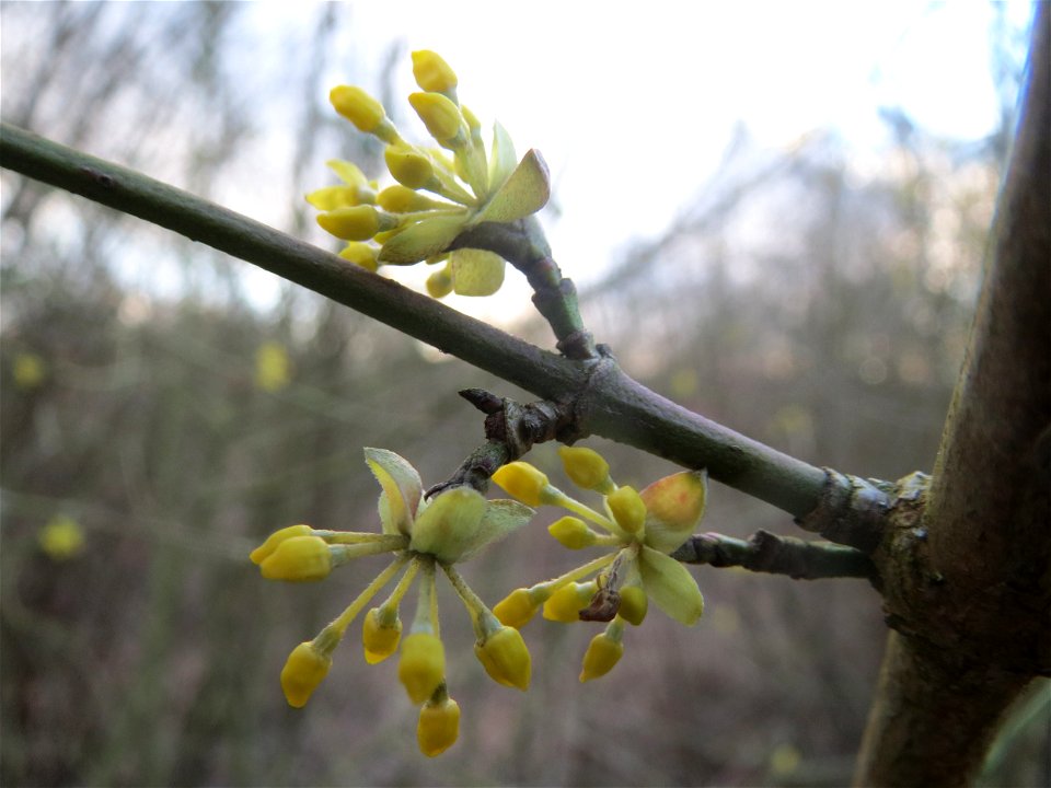 Kornelkirsche (Cornus mas) im Naturschutzgebiet "St. Arnualer Wiesen"