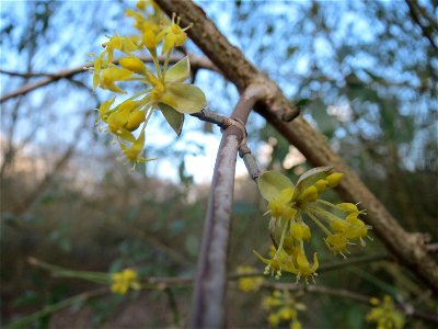 Kornelkirsche (Cornus mas) im Naturschutzgebiet "St. Arnualer Wiesen"