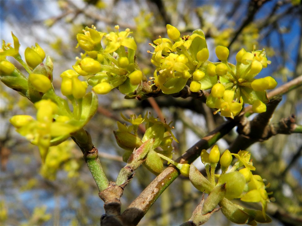 Kornelkirsche (Cornus mas) in Hockenheim