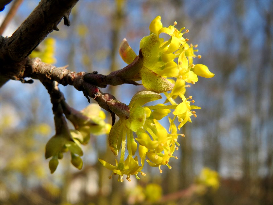 Kornelkirsche (Cornus mas) in Hockenheim