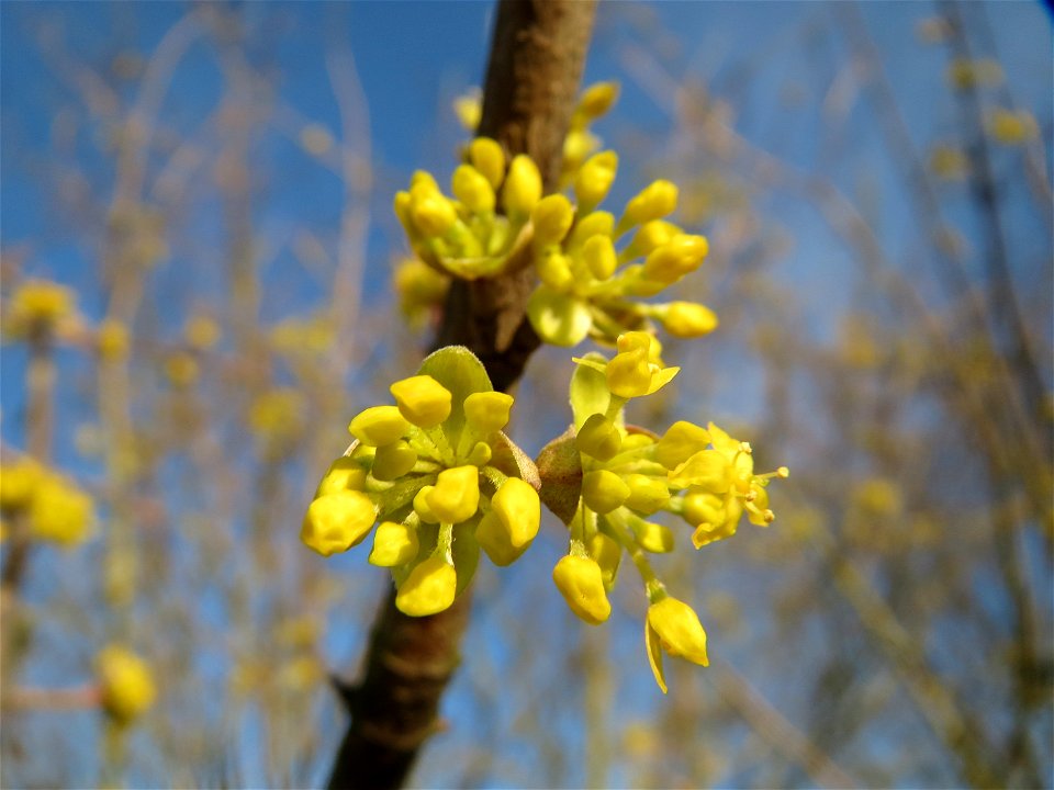 Kornelkirsche (Cornus mas) in Hockenheim