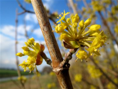 Kornelkirsche (Cornus mas) im Hockenheimer Rheinbogen