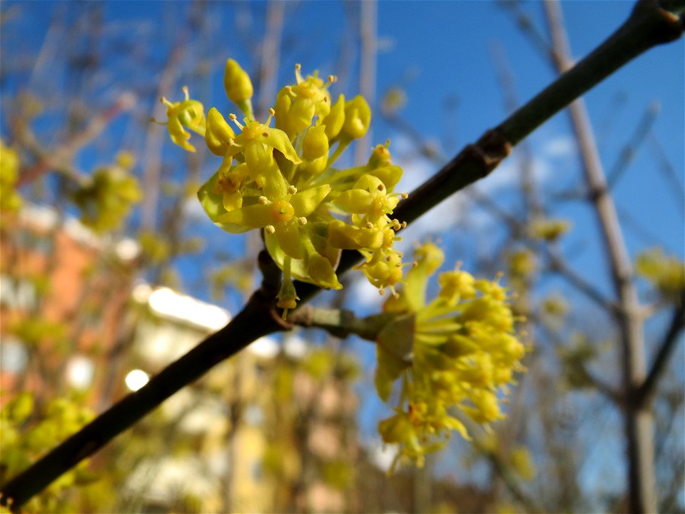 Kornelkirsche (Cornus mas) im Hockenheimer Rheinbogen