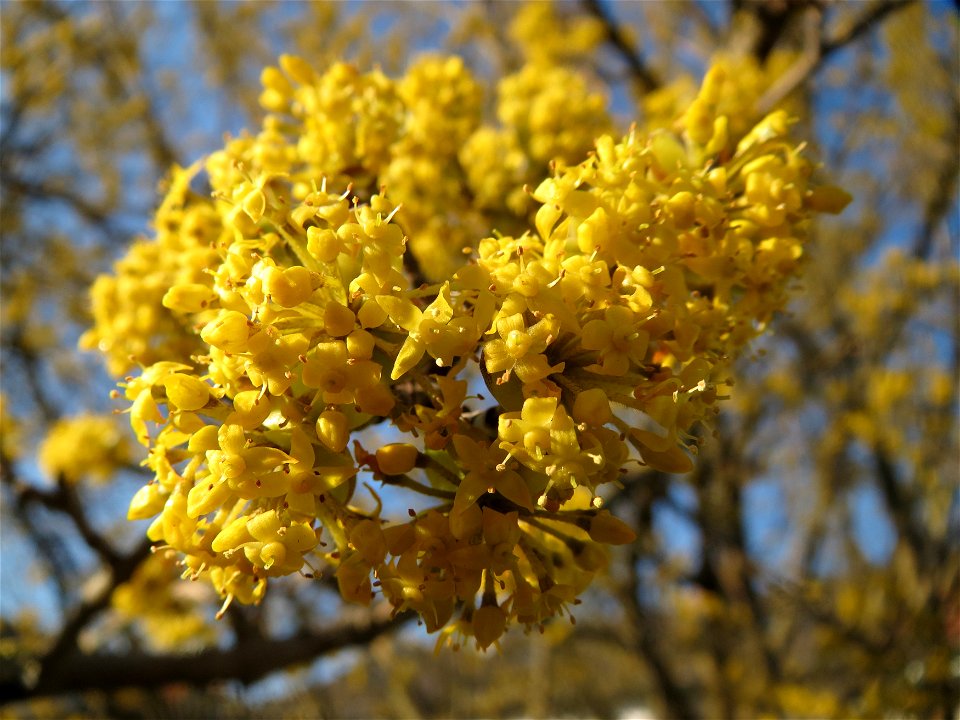 Kornelkirsche (Cornus mas) in Hockenheim