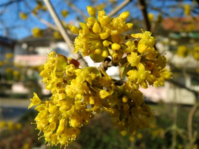 Kornelkirsche (Cornus mas) in Hockenheim