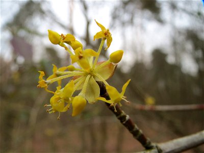 Kornelkirsche (Cornus mas) im Schwetzinger Hardt