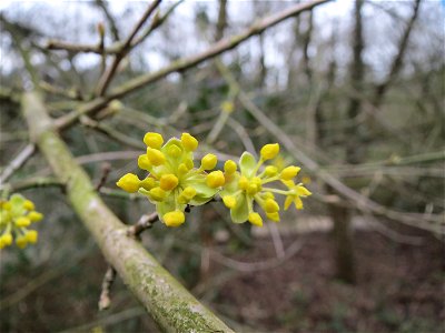 Kornelkirsche (Cornus mas) im Schwetzinger Hardt