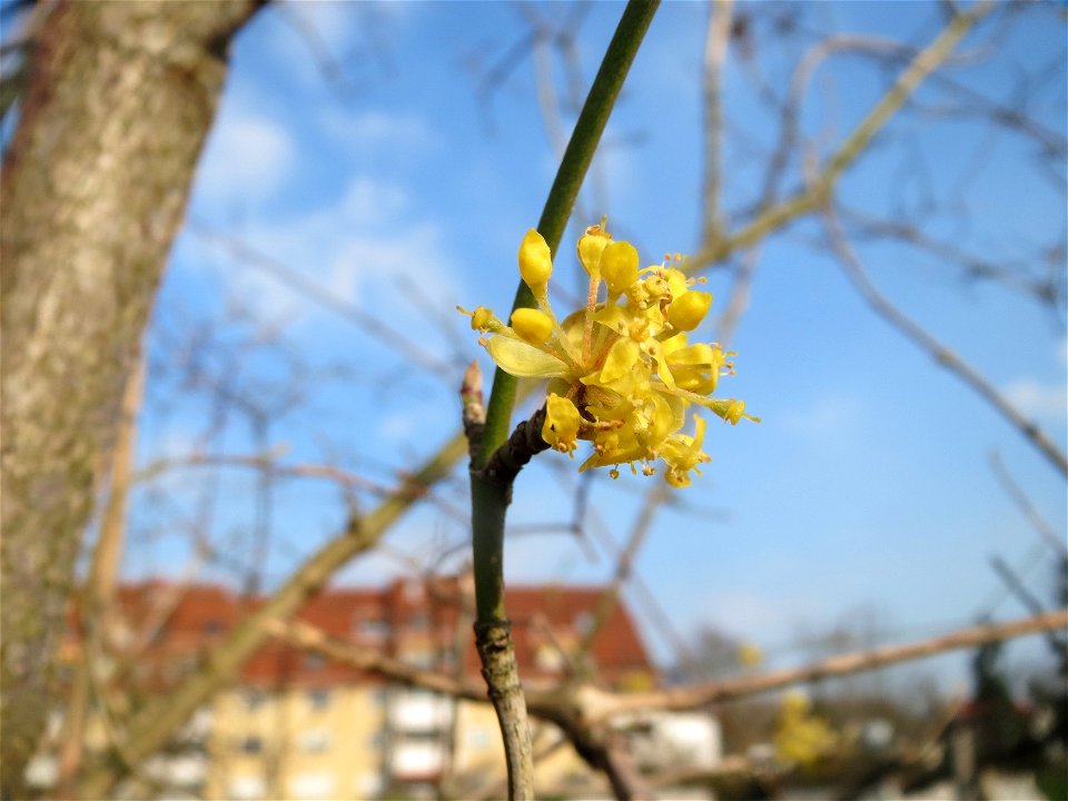 Kornelkirsche (Cornus mas) in Hockenheim