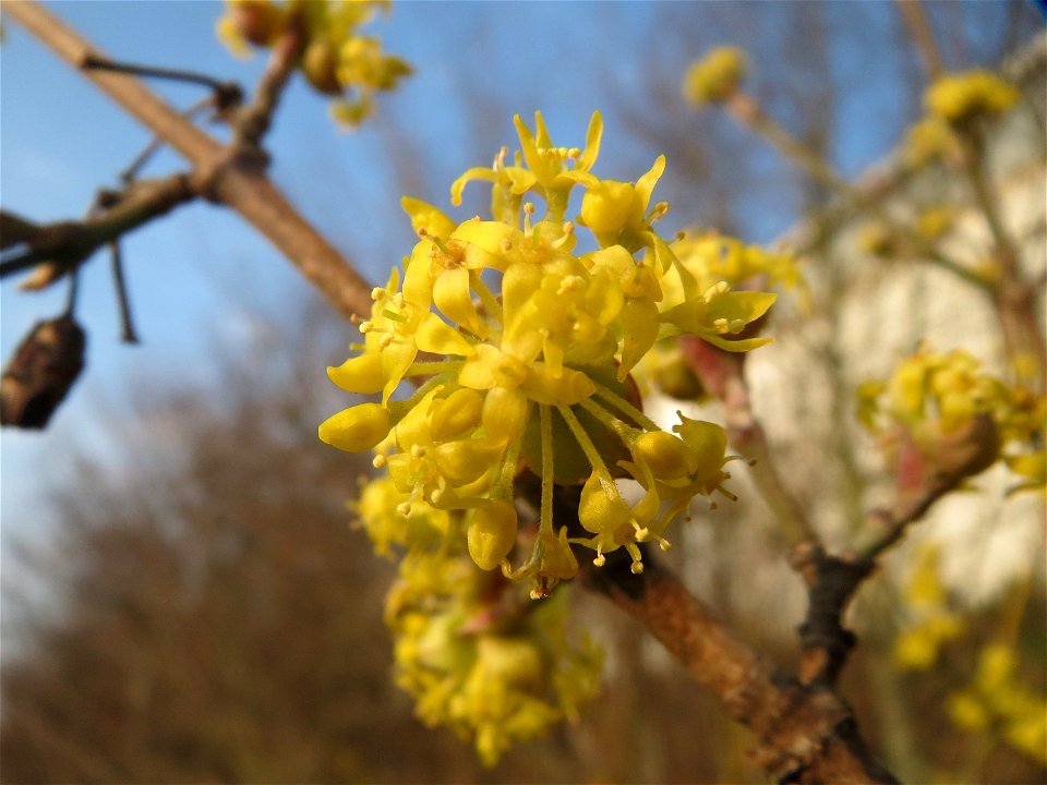 Blühende Kornelkirsche (Cornus mas) im Hockenheimer Rheinbogen