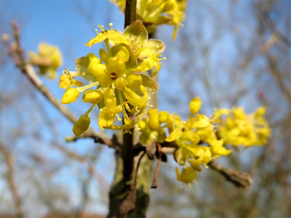 Kornelkirsche (Cornus mas) in Hockenheim