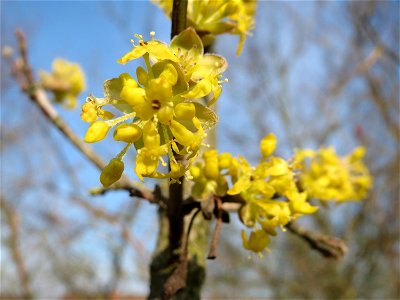 Kornelkirsche (Cornus mas) in Hockenheim