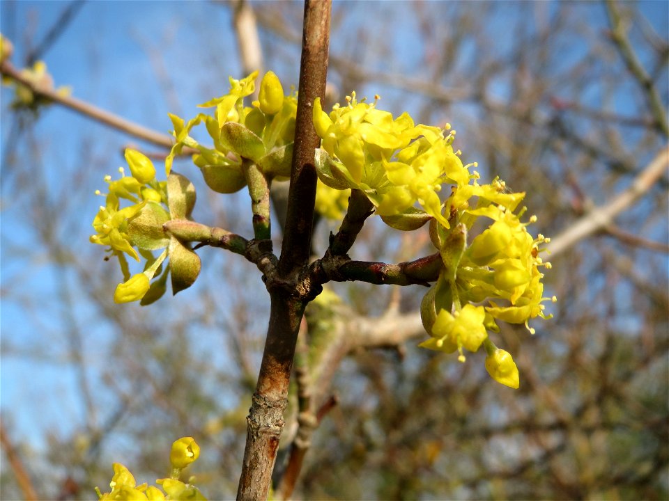Kornelkirsche (Cornus mas) in Hockenheim