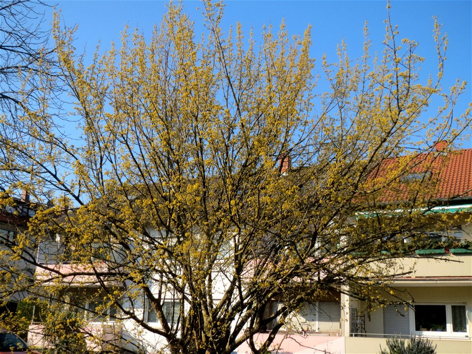Kornelkirsche (Cornus mas) in Hockenheim