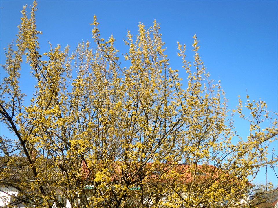 Kornelkirsche (Cornus mas) in Hockenheim