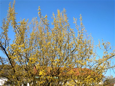 Kornelkirsche (Cornus mas) in Hockenheim