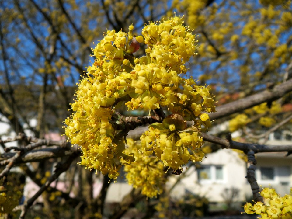 Kornelkirsche (Cornus mas) in Hockenheim